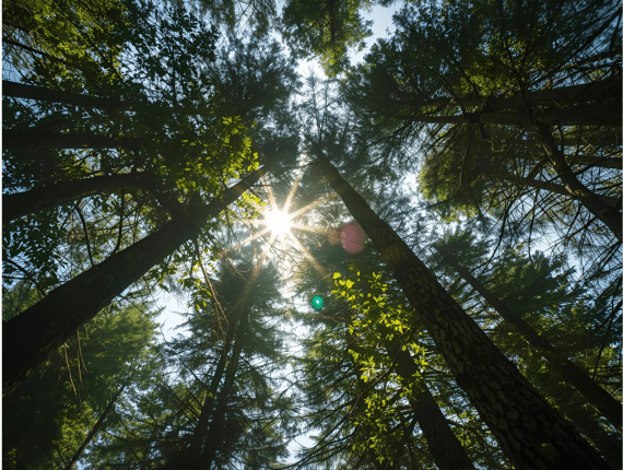 Ébresztés alulról